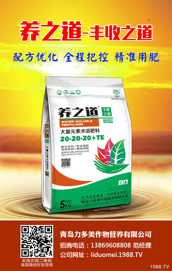 白皮松假活是咋回事？白皮松假活解決措施