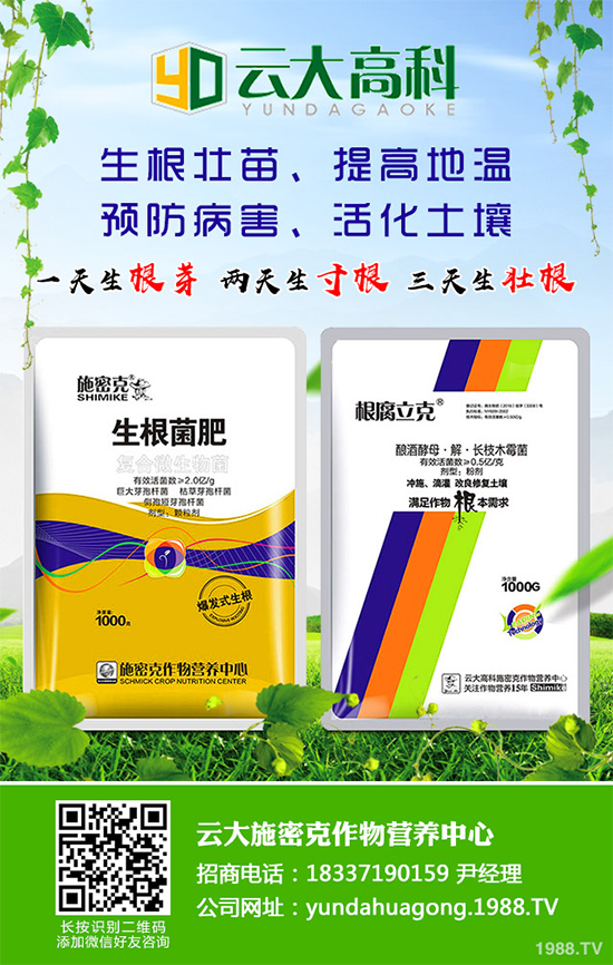 冬季能移植白皮松嗎？白皮松冬季移植攻略
