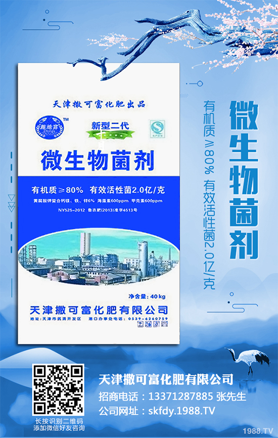 白皮松移栽后枯黃是咋回事？該怎么解決？快來看看吧