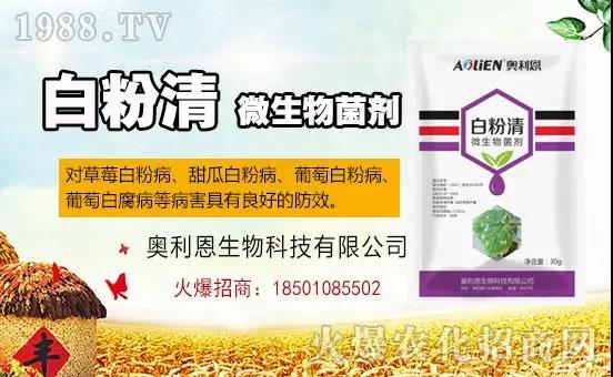 白粉病“反復(fù)難纏”？ 記住這個(gè)藥，高效防治白粉病，鏟除！