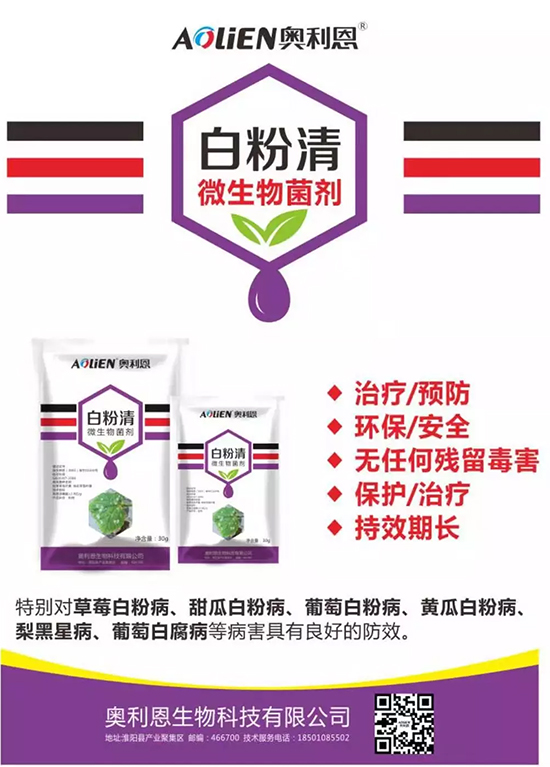 白粉病“反復(fù)難纏”？ 記住這個(gè)藥，高效防治白粉病，鏟除！