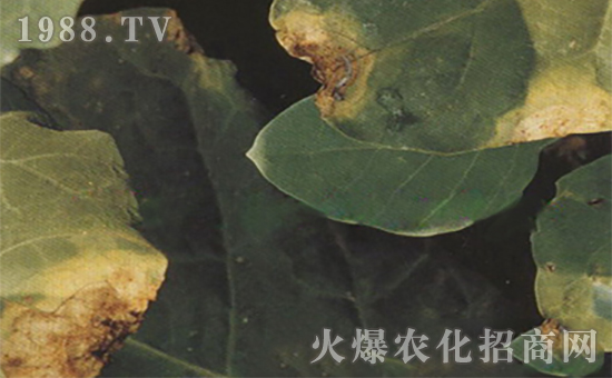 ���{(l��n)�ڸ���3