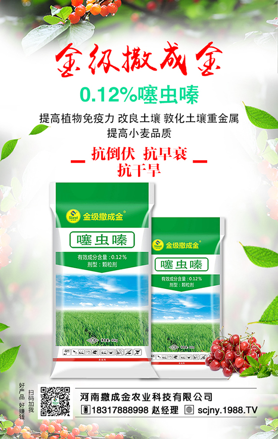 菠菜營養(yǎng)豐富,想豐收,菠菜施肥很重要