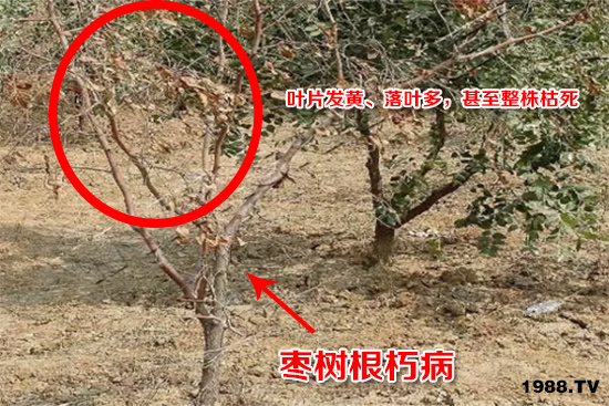 棗樹(shù)根朽病