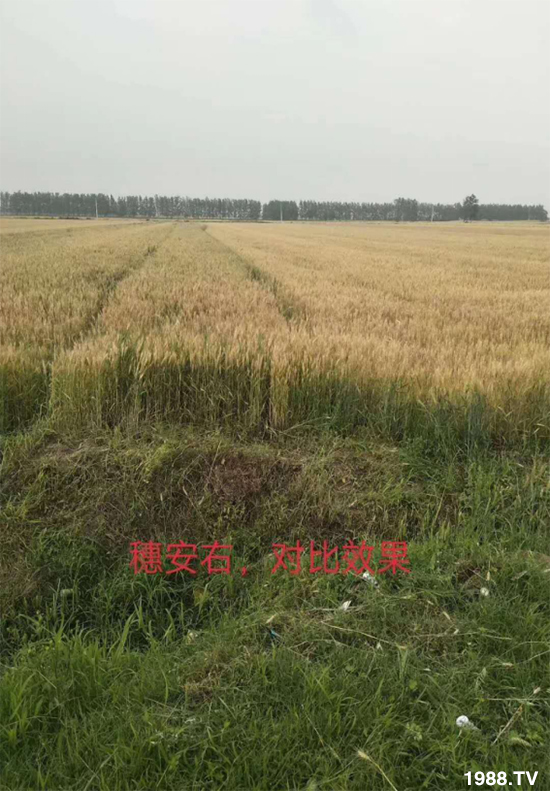 С����ù��Σ�����c(di��n)������С����ù����ʲôˎ��