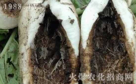 �}���ڸ����İY����}���ڸ����ķ�����