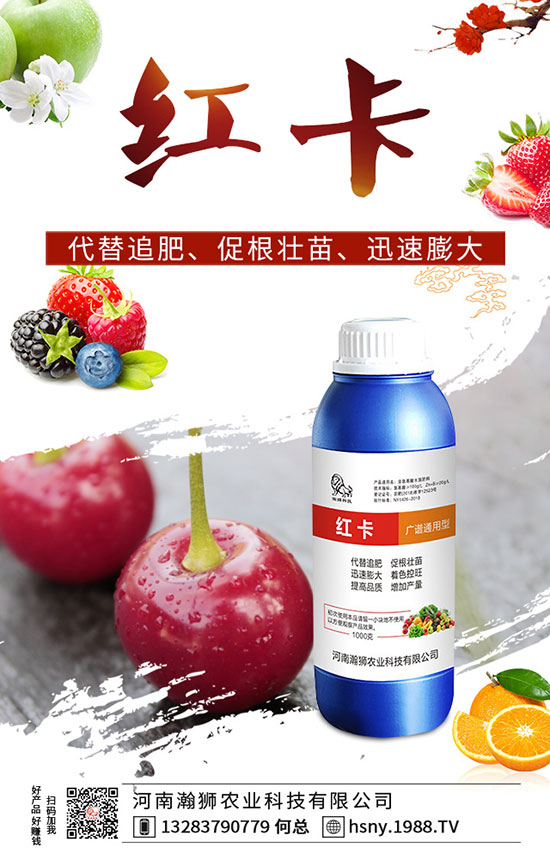 辣椒出苗后如何管理？辣椒出苗后移栽技術(shù)要點
