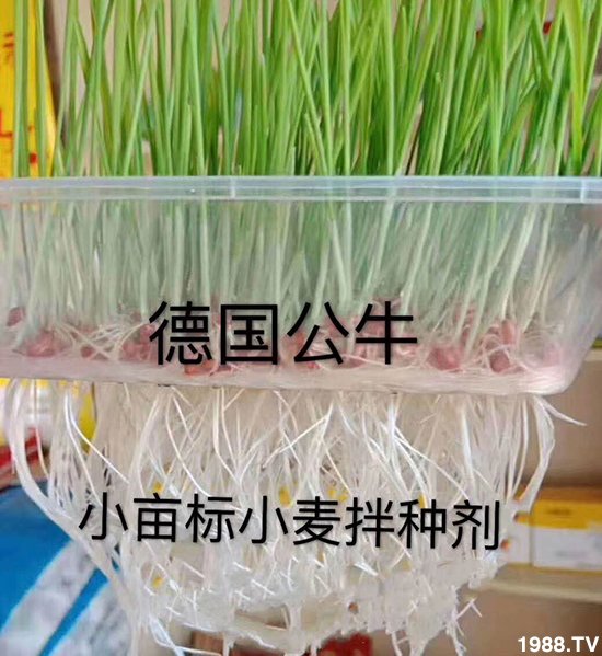 小麥拌種促增產(chǎn)，小麥拌種劑如何選呢？小麥拌種劑品牌選擇！