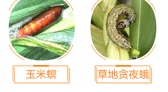 ֲ���������AҺ-��̩��_11