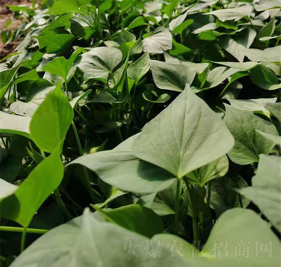 �ع������6