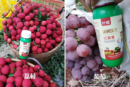 �t���ء�ֻ���D(zhu��n)ɫ�������D(zhu��n)ɫ�졢�����߼t���ó���