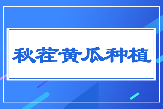 秋茬黃瓜種植
