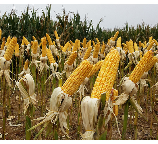 ��ꖹ�9̖-���S�N�I(y��)