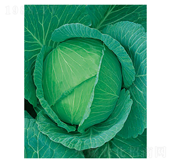 ���Sһ̖(h��o)���{(l��n)-̫���N�I(y��)