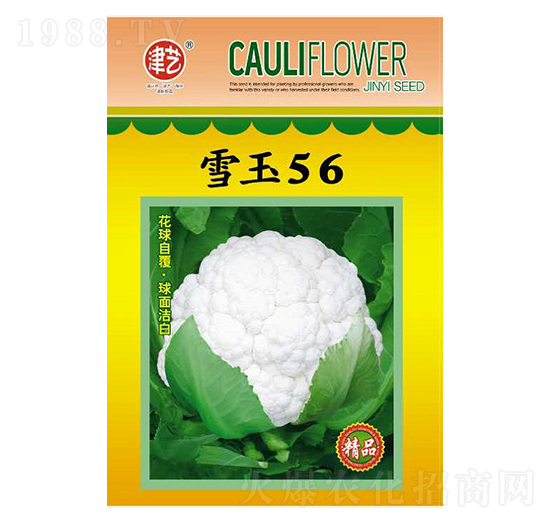 花菜種子-雪玉56-邯豐農(nóng)業(yè)