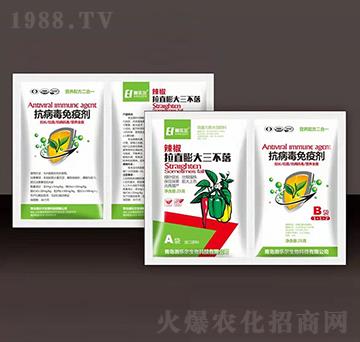 辣椒拉直膨大三不落+抗病毒免疫劑-瀚樂爾