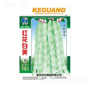 �t�����v�ܶ�-�ƹ�N��